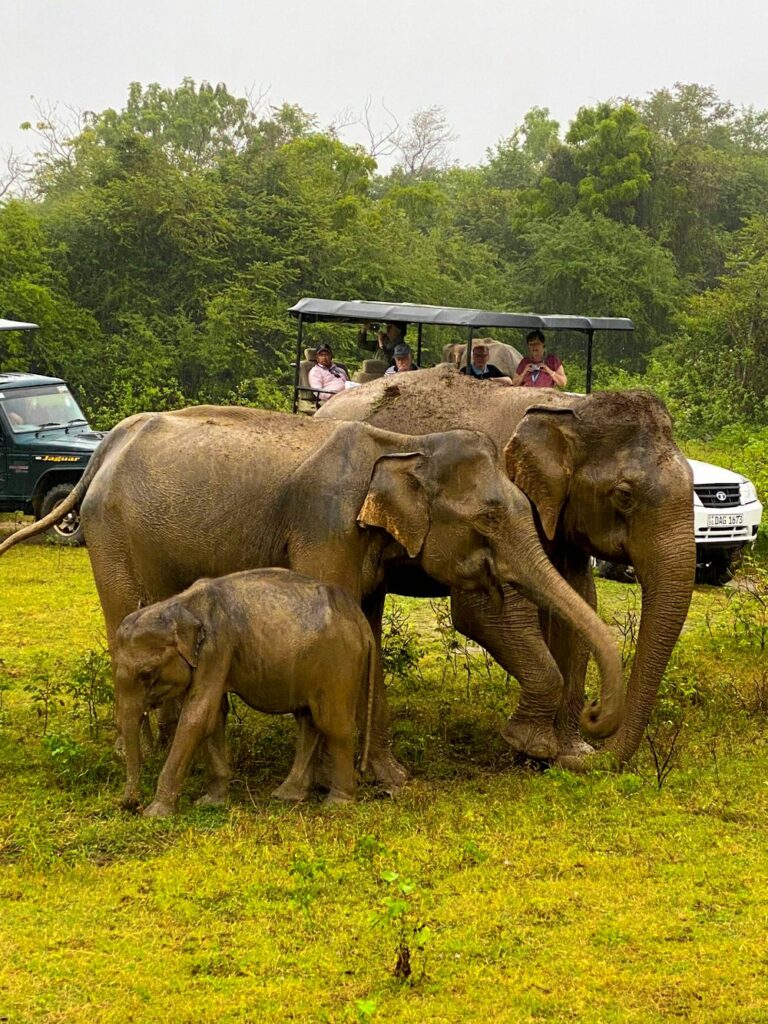 A mother elephant and her calf walking through tall grass