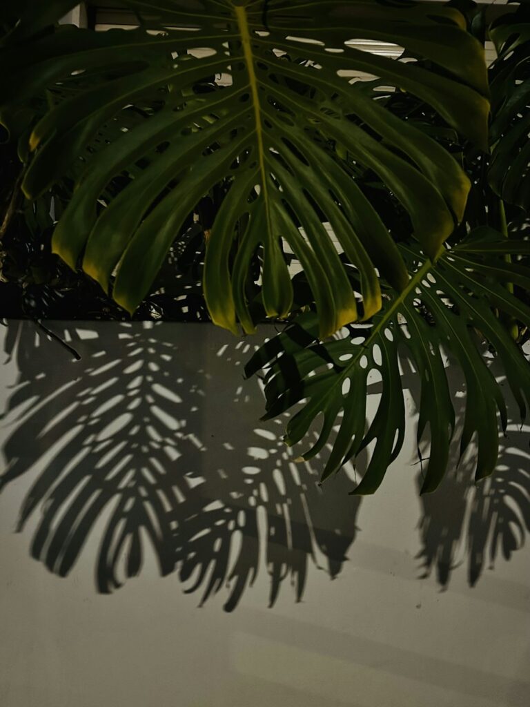 The shadow of palm leaves on a sunny wall