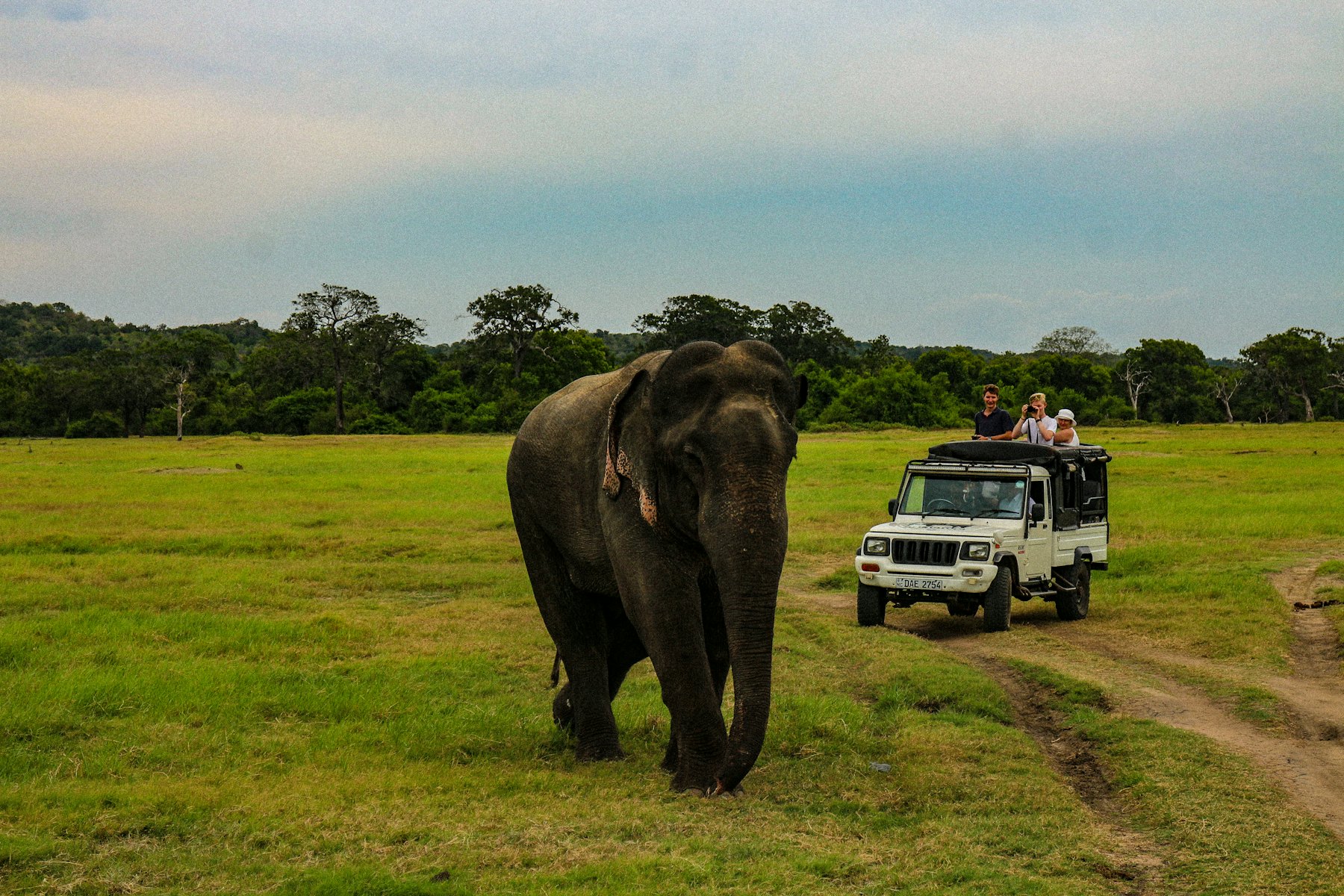 An elephant walking across open grassland near a safari jeep