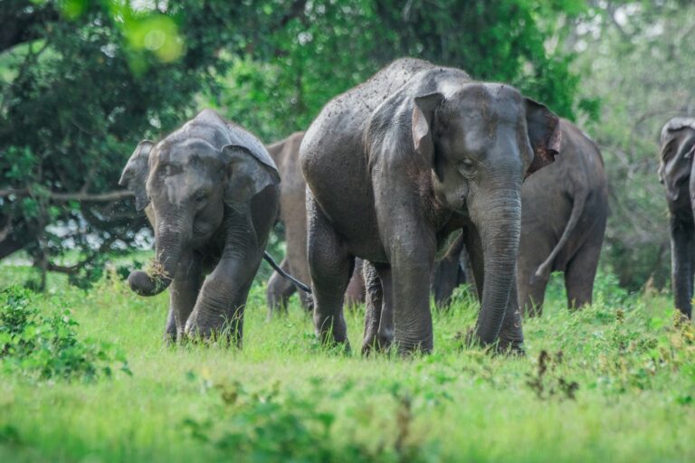 Wild elephants close up in a national park