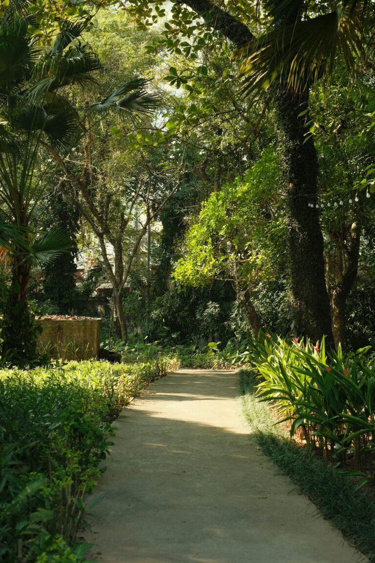 A garden path between tall trees