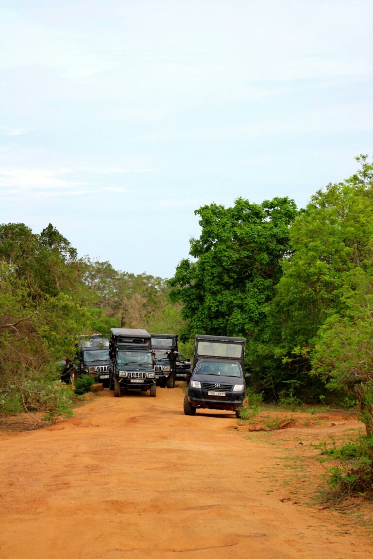 Safari jeeps waiting on a dirt track