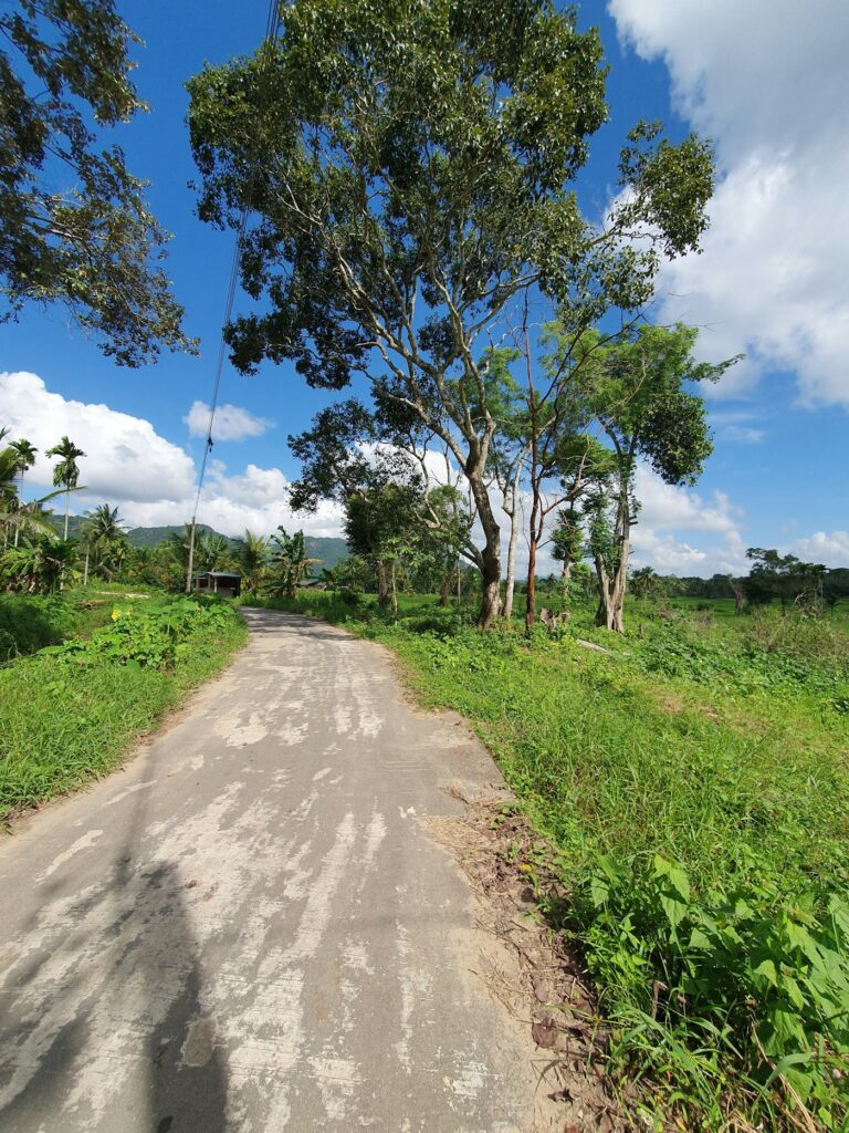 A quiet village road lined with trees